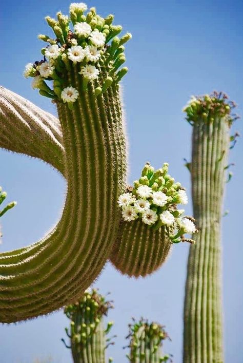 Flowers Aesthetic Green, Cactus In Bloom, Beautiful Cactus, Blooming Cactus, Plant Fungus, Desert Flowers, Aesthetic Green, Flowers Aesthetic, Unusual Plants