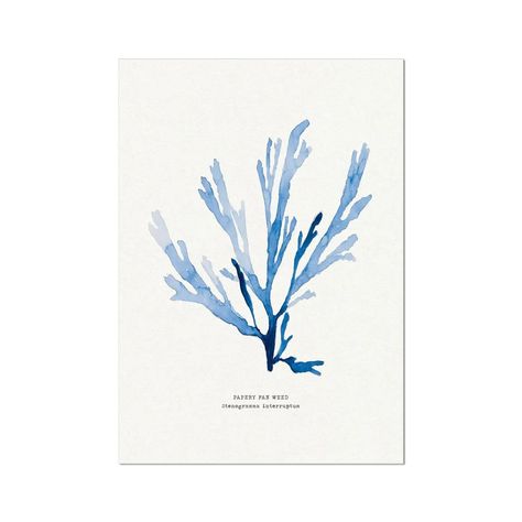 Seaweed Prints and Pressings. Shop our collection of botanical prints and watercolour Seaweed Paintings . FREE UK shipping Watercolour Seaweed, Pressed Seaweed, Seaweed Print, Seaweed Art, Afc Bournemouth, Beach House Art, Coastal Interior, Original Watercolor Art, Botanical Art Prints