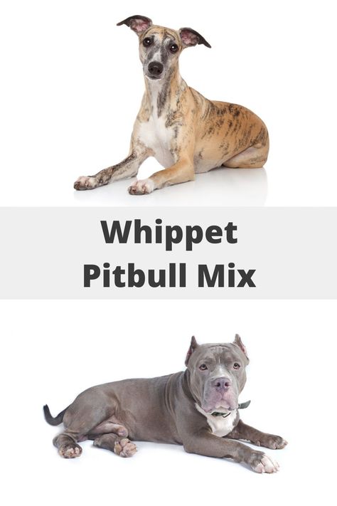 The Whippet Pitbull mix is a mixed dog breed that can be hard to find a breeder for. Here you will find all sorts of information about the Pit Whippet. #whippetpitbull #pitwhippet #pitbullwhippet Pitbull Mix Puppies, Whippet Mix, American Pitbull, Companion Dog, Medium Sized Dogs, The Pit, Pitbull Mix, American Pitbull Terrier, Mixed Breed