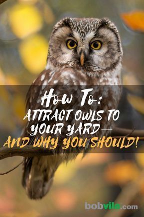 How To Make Bird Houses Diy, Exotic Birds Photography, Backyard Birds Watching, Backyard Birds Sanctuary, Owl Box, Garden Owl, Diy Bird Bath, House Kits, Diy Bird Feeder