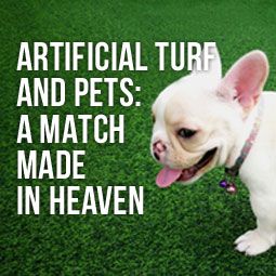 Only artificial grass can provide your pet a safe and clean outdoor playing surface at all times. Learn why they're a perfect match. http://www.heavenlygreens.com/blog/artificial-turf-pets-match-made-in-heaven @heavenlygreens Dog Turf, Artificial Grass For Dogs, Pet Turf, Installing Artificial Turf, Pet Grass, Turf Installation, Artificial Grass Installation, Dog Urine, Pet Paradise