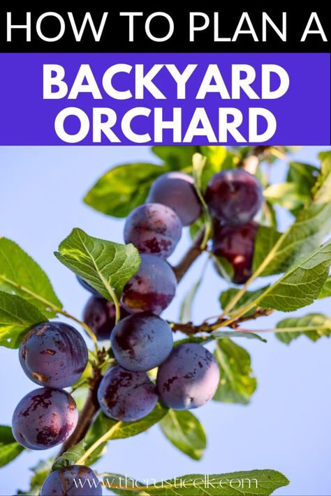 Vegetable Growing Cheat Sheet, Homestead Orchard, Backyard Orchard, Fruit Trees Backyard, Small Homestead, Garden Mulch, Self Sufficiency, Fruit Bearing Trees, Orchard Garden