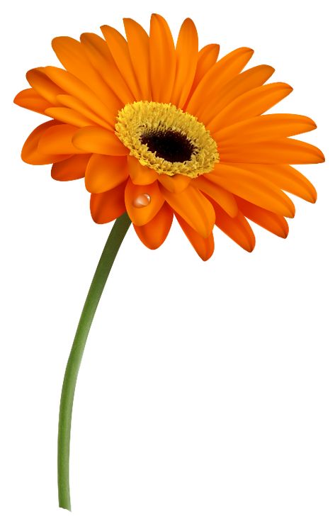 Daisy Poster, Image Orange, Image Flower, Daisy Image, Botanical Sketchbook, Orange Daisy, Gerber Daisy, Flower Image, Flower Drawing Tutorials