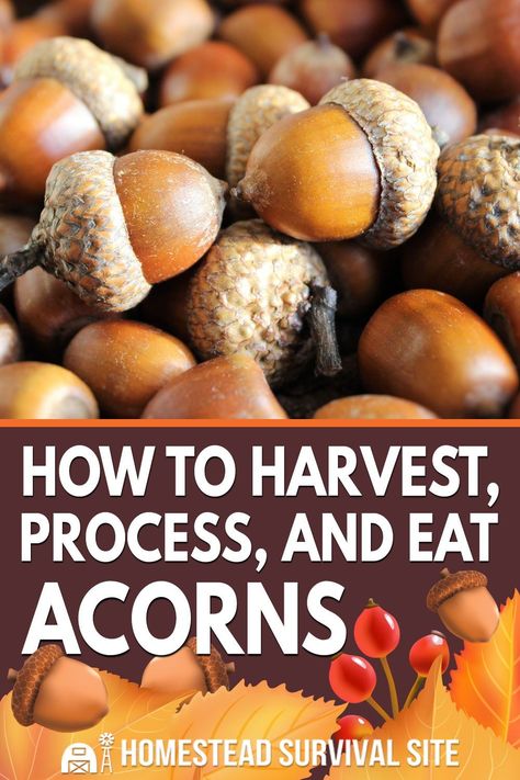 Acorn Bread Recipe, Acorn Flour, Dried Acorns, Survival Prep, Food Foraging, Nomadic Life, Healthy Flour, Wild Food Foraging, Foraging Recipes