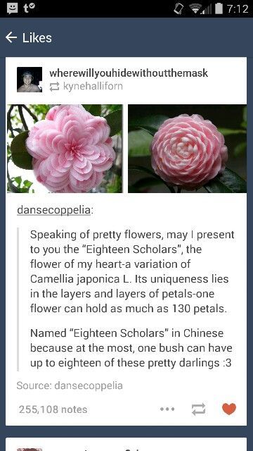 Flower Flower Meanings, Language Of Flowers, Carbon Dioxide, Pretty Plants, The More You Know, Cool Stuff, Cool Plants, Dream Garden, In Bloom