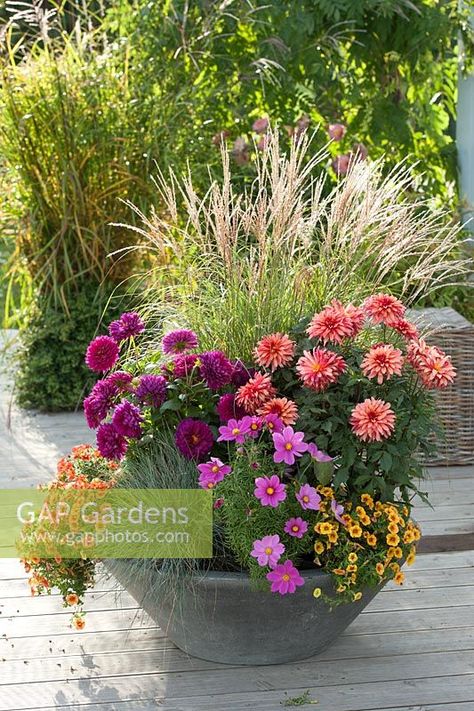 Dahlia Pot Ideas, Dahlia Container Ideas, Dahlia Planter Ideas, Dahlia In Pots, Dahlias In Pots, Front Yard Planters, Dalia Flower, Festuca Glauca, Summer Containers