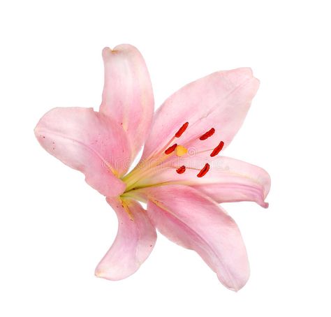 Pink lily flower isolated on white. Background royalty free stock images Lily Aesthetic Flower, Pink Flower White Background, Mac Widgets, Lily Graphic, Flower White Background, Lilium Flower, Pink Lily Flower, Graphic Flowers, Pink And White Background