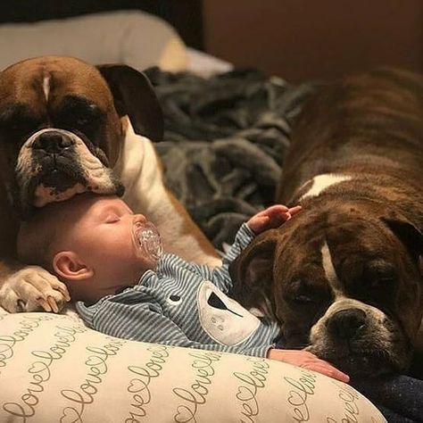 14 Cool Facts About the Boxer Dog Boxer Dogs Brindle, Boxer Dogs Facts, Cute Boxer Puppies, Boxer Breed, Boxer Dogs Funny, Brindle Boxer, Boxer And Baby, Funny Boxer, Cute Boxers