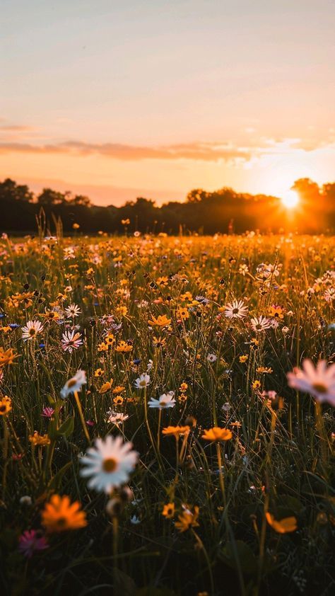 Yoga Branding, Dont Touch My Phone Wallpaper, Grooming Tips, Sunflower Field, Sunset Wallpaper, Sunflower Fields, Beautiful Flowers Pictures, Take Me Home, Flower Backgrounds