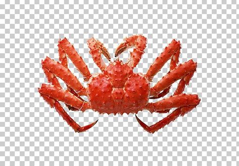 Red King Crab, Deadliest Catch, Red King, Body Drawing Tutorial, King Crab, Seafood Boil, Fresh Seafood, Body Drawing, Freshwater Fish