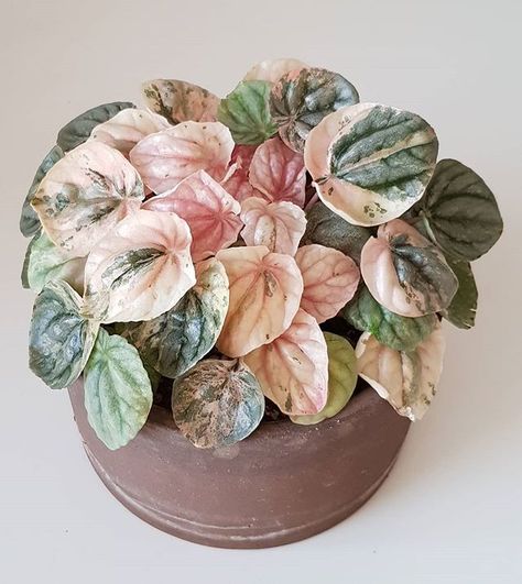 peperomia caperata Indoor Plants Pet Friendly, Peperomia Plant, Plant Goals, Pink Plant, House Plants Decor, Pink Leaves, Pink Lady, House Plants Indoor, Pretty Plants