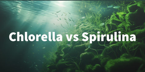 Picture a vibrant, green world beneath the water's surface. Where microscopic powerhouses known as Chlorella and Spirulina have thrived for centuries. Their origins are as old as life on Earth itself.

These emerald treasures have earned their reputation as nutrient-rich champions. Each has unique qualities that make them sought-after additions to the modern diet. 

Unravel the secrets of these remarkable microalgae. And uncover their incredible contributions to a healthy life.

Read article... Chlorella Benefits, Become Popular, Green World, Life On Earth, Vibrant Green, Superfoods, Dietary Supplements, Health Benefits, Healthy Life