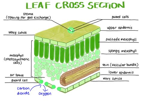 Internal Structure Of A Leaf, Structure Of A Leaf, Cell Diagram, Red Moles, Plant Pathology, Leaf Structure, Science Boards, Science Board, Study Biology