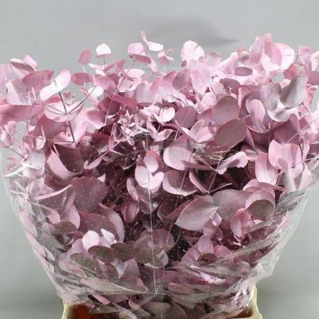 Eucalyptus Cinerea, Pink Eucalyptus, Dutch Flowers, Florist Shop, Flowers Delivered, Wholesale Flowers, Rose Lights, Flower Delivery, Cut Flowers