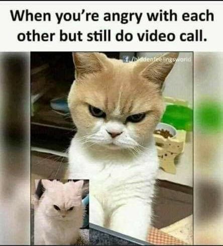 When you're angry with each other but still do video call. – popular America’s best pics and videos on the site https://americasbestpics.com Funny Effects, Funny Dp, Funny Hamsters, Funny Disney Jokes, Disney Jokes, Funny Emoji, Funny Captions, Funny Doodles, Funny Vid