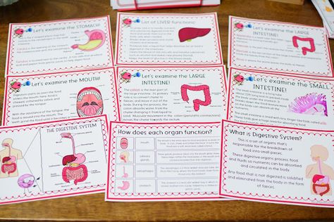 Digestive System For Kids, High School Kids, Science Units, Large Intestine, Afterschool Activities, Picture Cards, Activity Sheets, Reading Activities, Upper Elementary