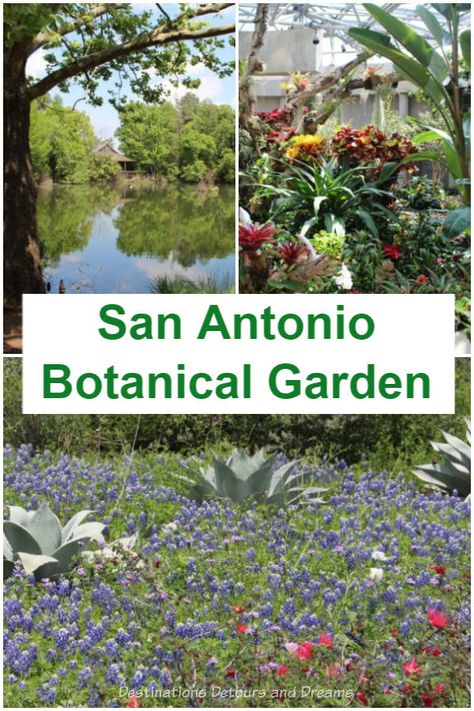 San Antonio Botanical Garden features Texas ecosystems and so much more #Texas #SanAntonio #botanic #garden San Antonio Botanical Garden, Texas Mountain Laurel, Cactus Gardens, Sacred Garden, Botanical Plants, Suspense Novel, Mountain Laurel, Formal Garden, Flowers Botanical