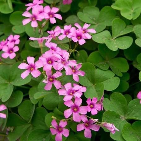 How to care for Lucky Clover (Oxalis tetraphylla) as a balcony or indoor plant Starting Plants From Seeds, Shamrock Plant, Clover Plant, Oxalis Triangularis, Flowers For You, Lucky Clover, Front Yard Landscaping Design, Bulb Flowers, Planting Bulbs