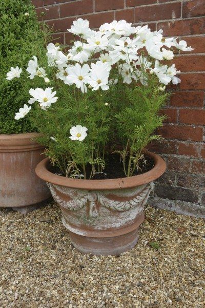 Potted Cosmos, White Flowers In Pots, Annuals In Pots, Growing Cosmos, Planting Garden, Dried Arrangements, Potted Flowers, Container Gardening Flowers, Cosmos Flowers