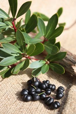 Tasmanian Mountain Pepper Berries - pepperberry.net.au Australia Garden, Tasmanian Pepperberry, Pepper Berries, Australian Recipes, Pepper Berry, Bush Tucker, Bush Garden, Australian Trees, Native Foods