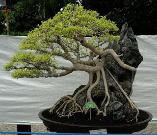 Growing on a rock Bonsai style (Seki-joju) Juniperus Chinensis, Tree In A Pot, Bonsai Ficus, Jade Bonsai, Bonsai Forest, Bonsai Tree Types, Bonsai Care, Bonsai Tree Care, Bonsai Techniques