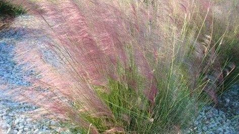 Drought Tolerant Grass, Low Water Gardening, Ornamental Grass, Perennial Grasses, Native Plant Gardening, Meadow Garden, Seed Germination, How To Attract Birds, Purple Love