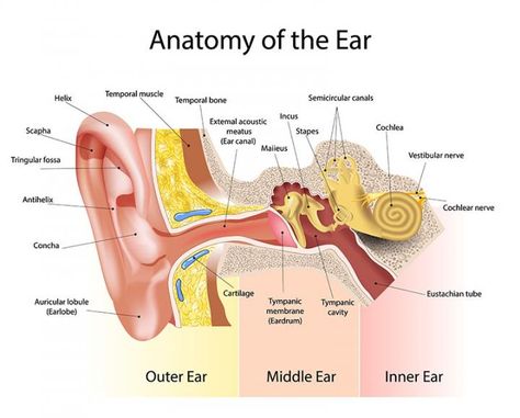 Ear anatomy, structure, function, Relations of middle ear & Action of Auditory muscles Inner Ear Diagram, Human Ear Diagram, Ear Diagram, Ear Structure, Sistem Saraf, Ear Anatomy, Outer Ear, Facial Nerve, Middle Ear