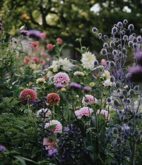 Dahlia Border, California House, Cottage Garden Plants, Garden Inspo, Cut Flower Garden, Magical Garden, Flower Farm, English Garden, Front Garden