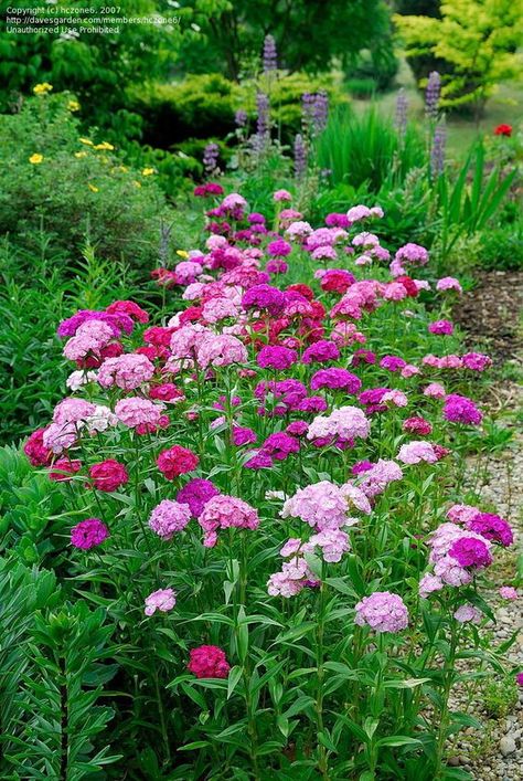 Sweet William Flowers, Pink Dianthus, Dianthus Barbatus, Pink Perennials, Sacred Garden, Gladioli, Cottage Garden Design, Sweet William, Garden Care