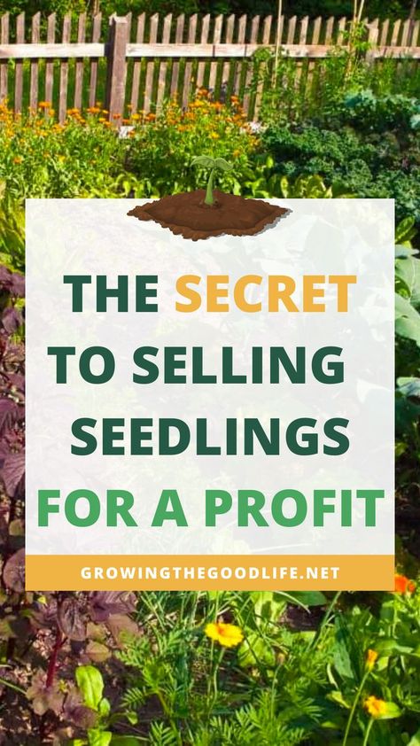 The words, "The Secret to Selling Seedlings for a Profit" in front of a garden of summer flowers. Selling Plants At Yard Sale, Selling Plant Starts, Selling Seedlings, Seedlings Indoors Starting, Seed Starting Indoors Diy, Farming Knowledge, Selling Seeds, Mini Farming, Diy Mini Greenhouse