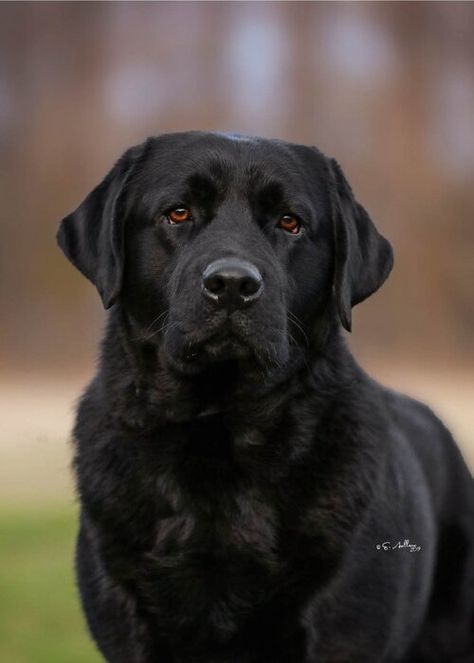 Boys — Smoky Mountain Labrador Black English Labrador, Black Labrador Portrait, Black Labrador Photography, Black Labrador Aesthetic, Charcoal Labrador, Black Labrador Retriever Aesthetic, English Labrador, Black Labs Dogs, Black Labrador Dog