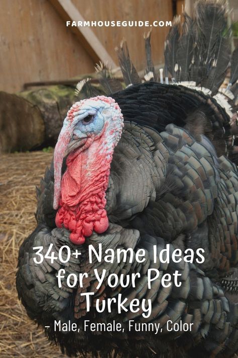 Turkeys are awesome to have around. They are big birds with big personalities. So now you need to find a perfect name. A female turkey is called a hen. That being said, you can’t call her “hen”. Here are some great name ideas for your female turkeys. When it comes to naming a turkey, you need to have a bit of humor. These are some funny turkey names. #nameideas #femalename #turkeynameguide #nameforpetturkey #listoffunnynames #maleturkeyname #petturkey #farmhouseguide Turkey Names, Narragansett Turkey, Bourbon Red Turkey, Female Turkey, Turkey Breeds, Pet Turkey, Chocolate Turkey, Cute Pet Names, Baby Turkey