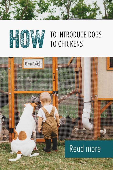 Backyard Chicken Farming, Thelma Louise, Permaculture Gardening, Backyard Chicken Coops, What Dogs, Chicken Scratch, Chicken Diy, New Dog, Chicken Farm