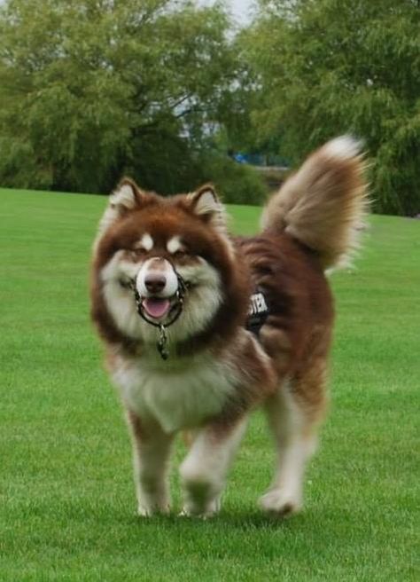 Malamute Husky, Puppy Boy, Malamute Dog, Fluffy Dogs, Alaskan Malamute, Animal Photos, Silly Animals, Apa Aja, Cute Animal Photos