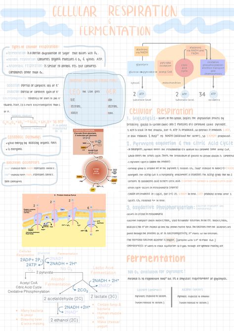 Cellular Respiration And Fermentation, Cellular Respiration Notes Biology, Cellular Respiration Notes, Aesthetics Notes, Chem Notes, Oceanography Marine Biology, Biochemistry Notes, Bio Notes, Biology Poster