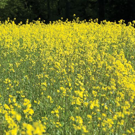 Farm Seed - Cover Crop & Forage Crops | Johnny's Selected Seeds Cover Crops, Crop Pictures, Starting Seeds Indoors, Attracting Beneficial Insects, Plant Spacing, Beneficial Insects, Garden Pests, Fall Plants, Yellow Mustard