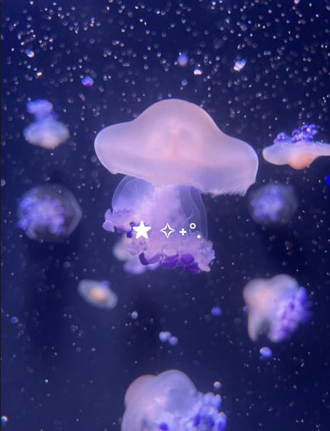 Cool Sea Creatures, Jellyfish Pictures, Sea Jellies, Arte Do Kawaii, Jellyfish Art, Beautiful Sea Creatures, Ocean Wallpaper, Ocean Vibes, Silly Animals