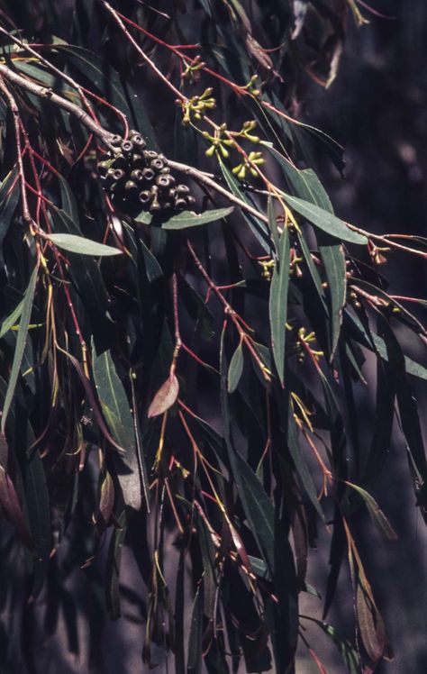 Australian Nature Aesthetic, Australian Forest, Australian Gothic, Australian Bush Aesthetic, Australian Aesthetic, Eucalyptus Rhodantha, Australian Eucalyptus Tree, Queensland Silver Wattle, Australian Photography