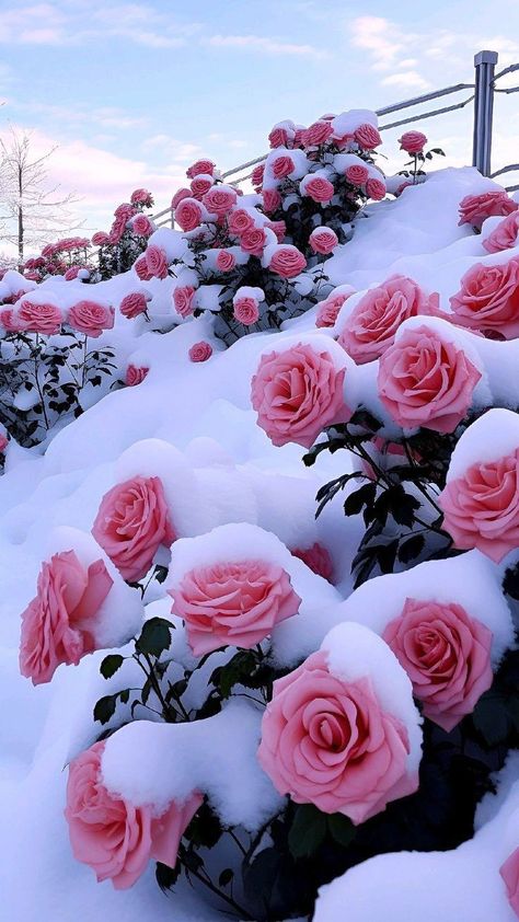 Snowing Aesthetic Wallpaper, Frozen Roses, Pink Neon Wallpaper, Beautiful Winter Pictures, Snow Rose, Pretty Flowers Pictures, Frozen Rose, Beautiful Summer Wallpaper, Luxury Flower Bouquets