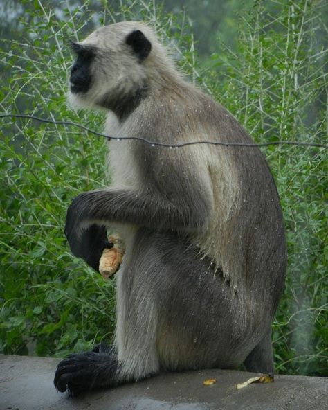 Gray Langur also called Hanuman langur is a genus of Old World monkeys native to the Indian subcontinent. Enjoying Cream Roll in Raining. #wildlife #wildlifephotography #naturephotography #naturelovers Monkey Pic, Indian Monkey, Langur Monkey, Cream Roll, Indian Subcontinent, Food Art Photography, Primates, Koala Bear, Wildlife Photography