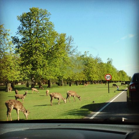 Bushy Park, London Bushy Park London, Bushy Park, London Park, World Traveler, England, London