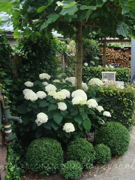 landscaping with white hydrangeas and boxwood | Beautiful white Hydrangeas | In the G A R D E N ... Hydrangeas Landscaping, Boxwood Bushes, Dream Landscaping, Hydrangea Landscaping, Small Yard Landscaping, Flower Garden Design, Have Inspiration, The Secret Garden, Small Yard