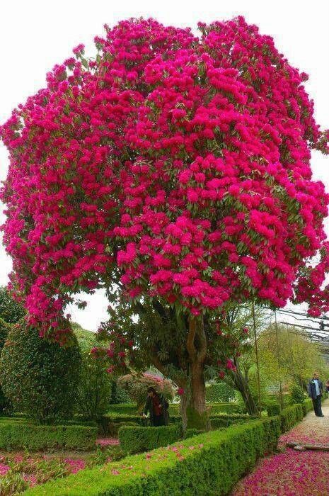 The most beautiful flowering  tree I've ever seen. Unusual Trees, Spring Trees, Amazing Trees, Blooming Plants, Colorful Trees, Garden Trees, Flowering Trees, Trees And Shrubs, Bonsai Tree