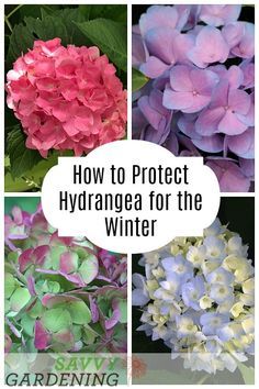 Hydrangea Winter Care, Flowers Species, Hydrangea Plant Care, Plant Advice, When To Prune Hydrangeas, Seasonal Gardening, Pruning Hydrangeas, Regrow Vegetables, Hydrangea Varieties