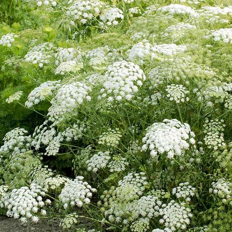 Ammi Majus, Border Plants, Garden Types, Tall Plants, Garden Borders, Flowers Garden, Flower Farm, All Flowers, Lace Flowers