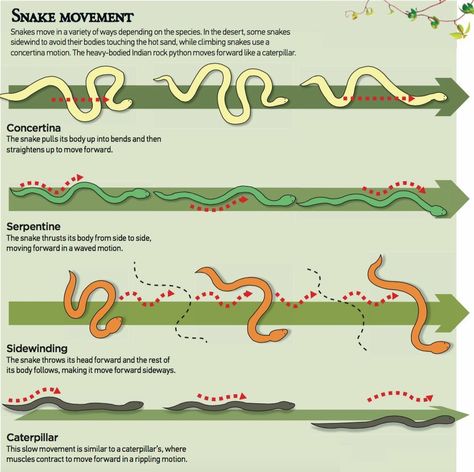 Types of snake movement Daily Infographic, Snake Facts, Head Anatomy, Types Of Snake, Slow Movement, Natural Farming, Learn Something New Everyday, Snake Venom, Pet Snake