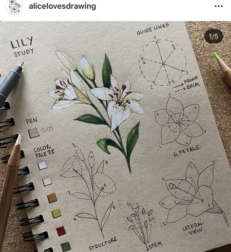 Botanical Sketchbook, Flower Drawing Tutorials, Flower Art Drawing, Drawing Flowers, Flower Sketches, Floral Drawing, White Pencil, 수채화 그림, Nature Drawing