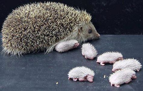 Mother European Hedgehog with Newborn Hoglets. Pinterest Cute, Baby Hedgehog, Cute Hedgehog, Amazing Animals, Hedgehogs, Hamsters, Cute Creatures, Sweet Animals, Animal Photo