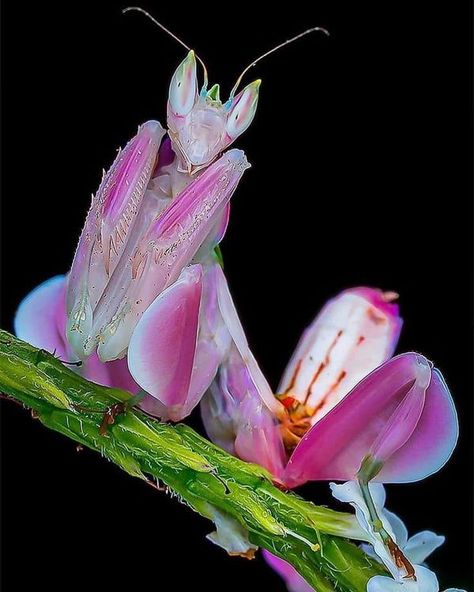 Kaylee Thacker Mantis Tattoo, Weird Insects, Orchid Mantis, Nature Projects, Cool Bugs, Beautiful Bugs, Incredible Creatures, Praying Mantis, Arthropods