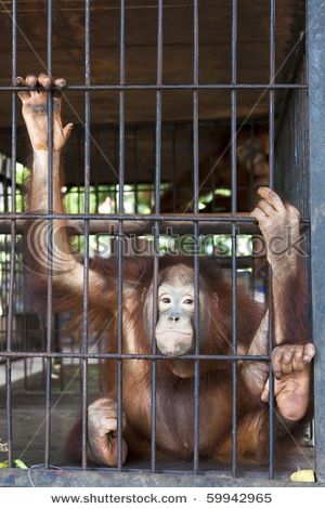 Caged monkey Monkey Cage, Mike Rowe, Curtain Wall, Monkey Business, Monkeys, 3d Objects, Knot, Every Day, Royalty Free Stock Photos